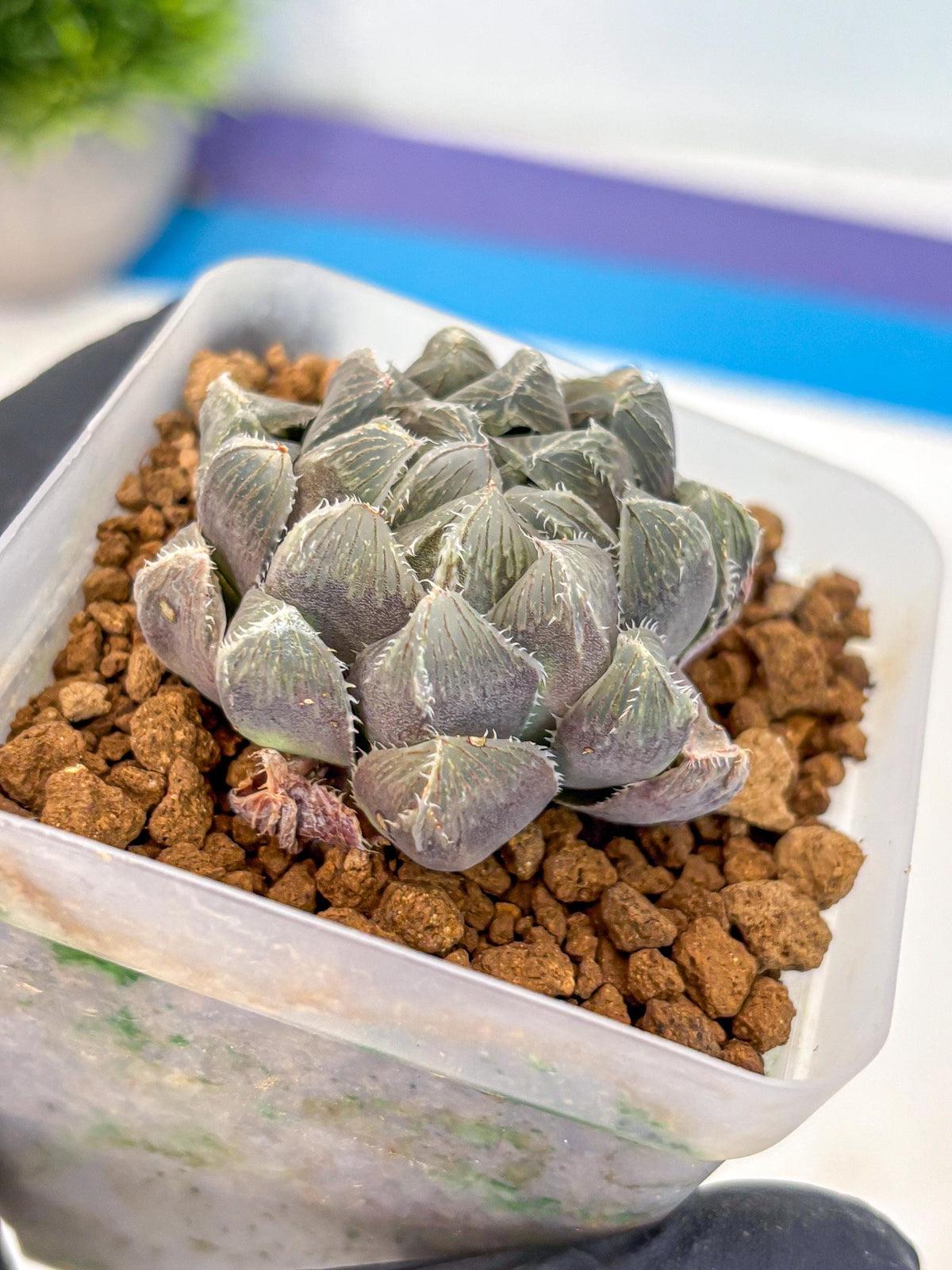 Haworthia KW1 Bolsii Var (wa8) (11) | Easy Care Succulent
