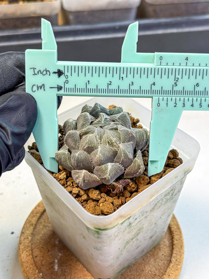 Haworthia KW1 Bolsii Var (wa8) (11) | Easy Care Succulent