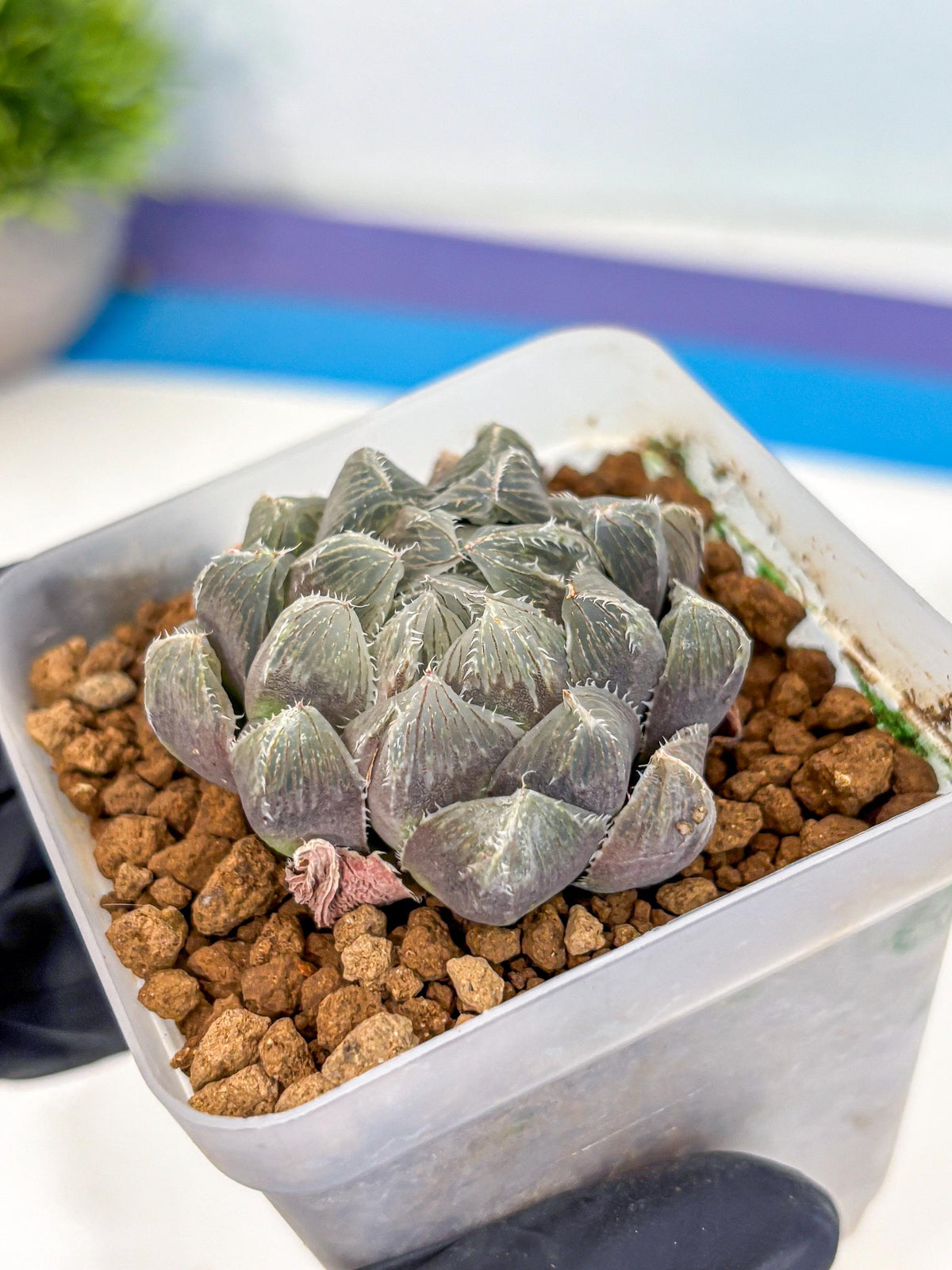 Haworthia KW1 Bolsii Var (wa8) (11) | Easy Care Succulent