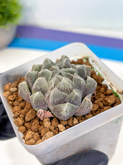 Haworthia KW1 Bolsii Var (wa8) (11) | Easy Care Succulent