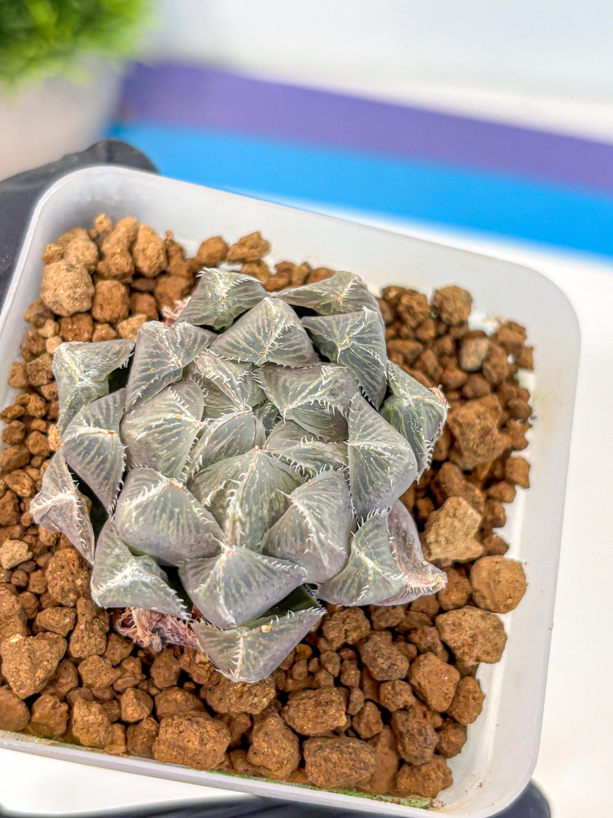 Haworthia KW1 Bolsii Var (wa8) (11) | Easy Care Succulent