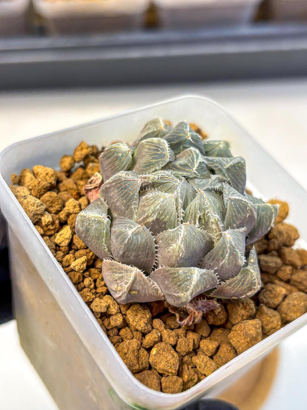 Haworthia KW1 Bolsii Var (wa8) (11) | Easy Care Succulent