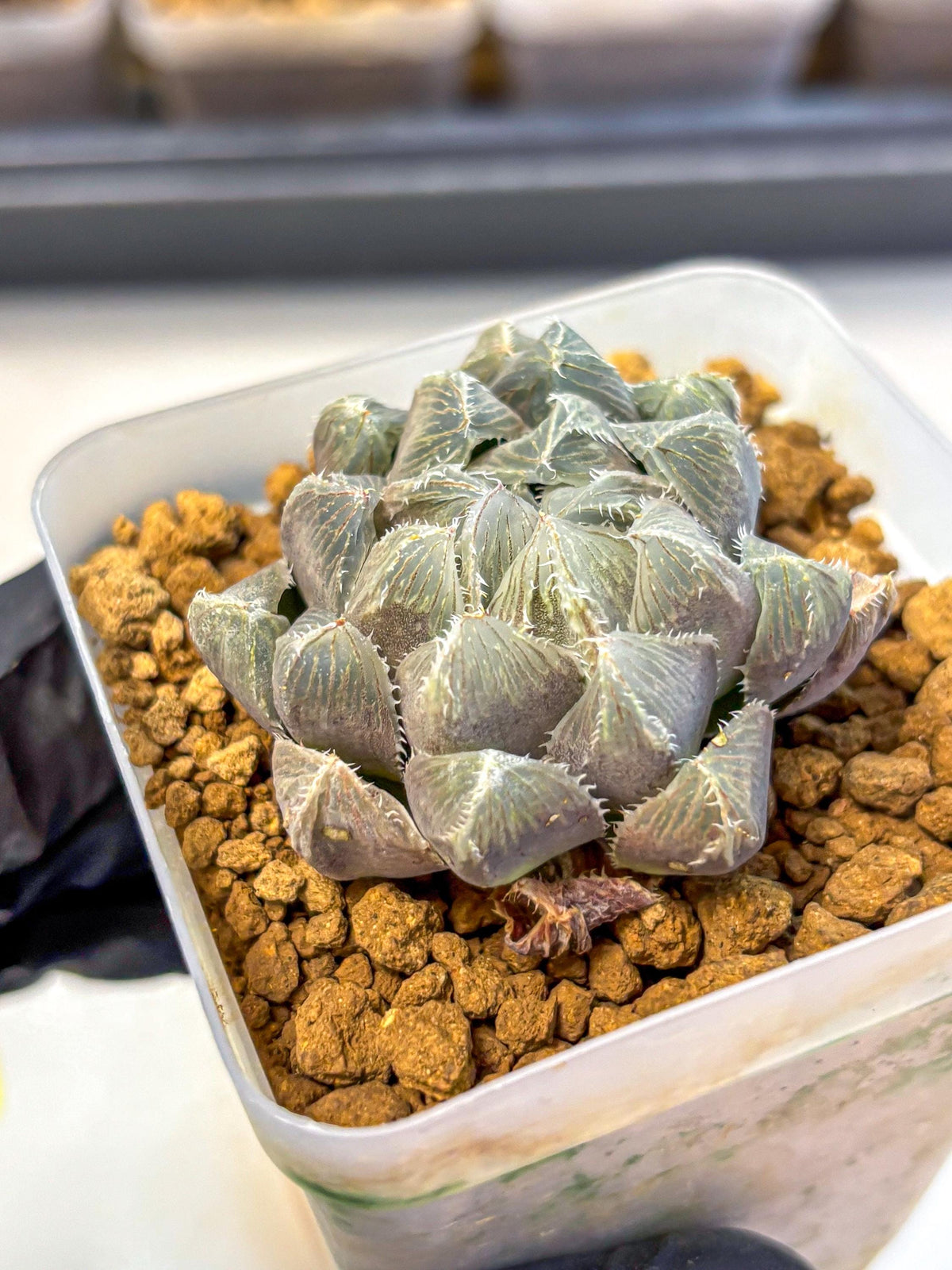 Haworthia KW1 Bolsii Var (wa8) (11) | Easy Care Succulent