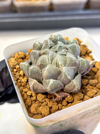 Haworthia KW1 Bolsii Var (wa8) (11) | Easy Care Succulent