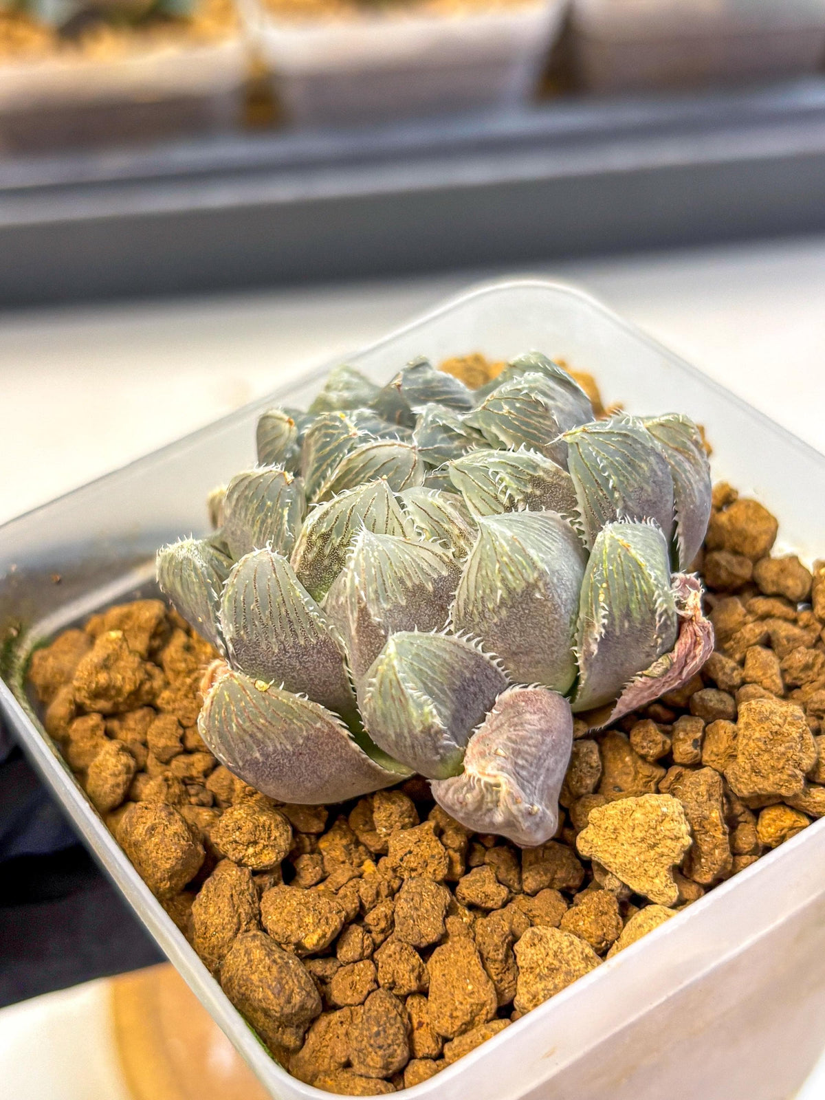 Haworthia KW1 Bolsii Var (wa8) (11) | Easy Care Succulent