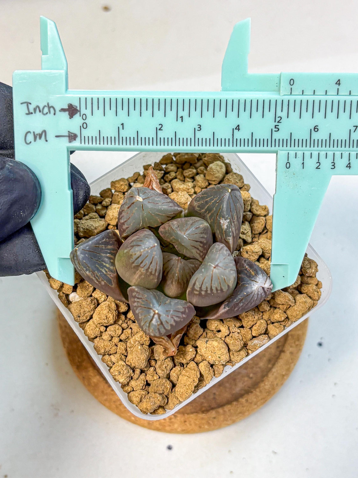 Haworthia Obtusa Red Flame (wa8) (14) | Easy Care Succulent