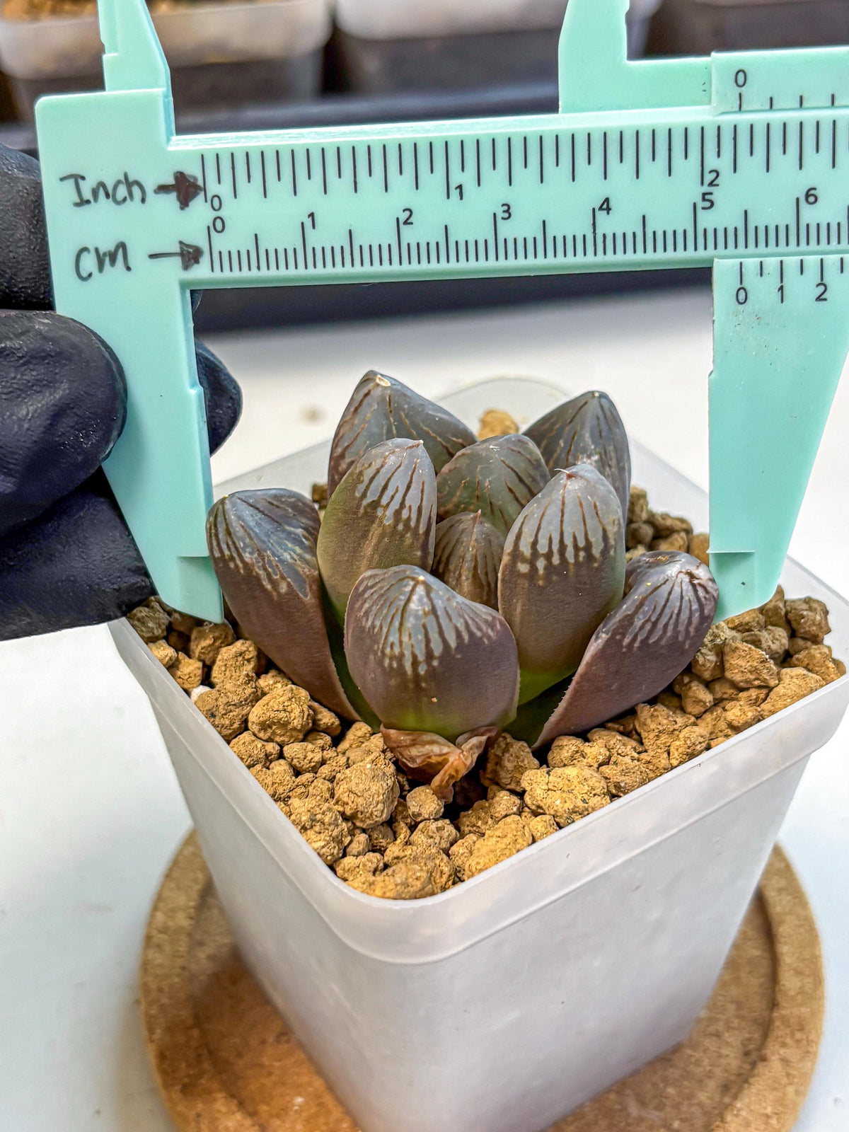 Haworthia Obtusa Red Flame (wa8) (14) | Easy Care Succulent