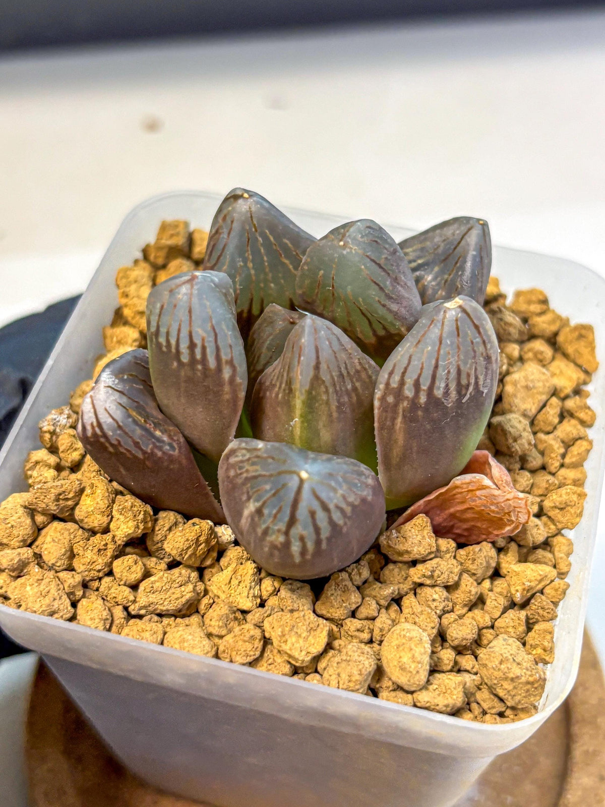 Haworthia Obtusa Red Flame (wa8) (14) | Easy Care Succulent