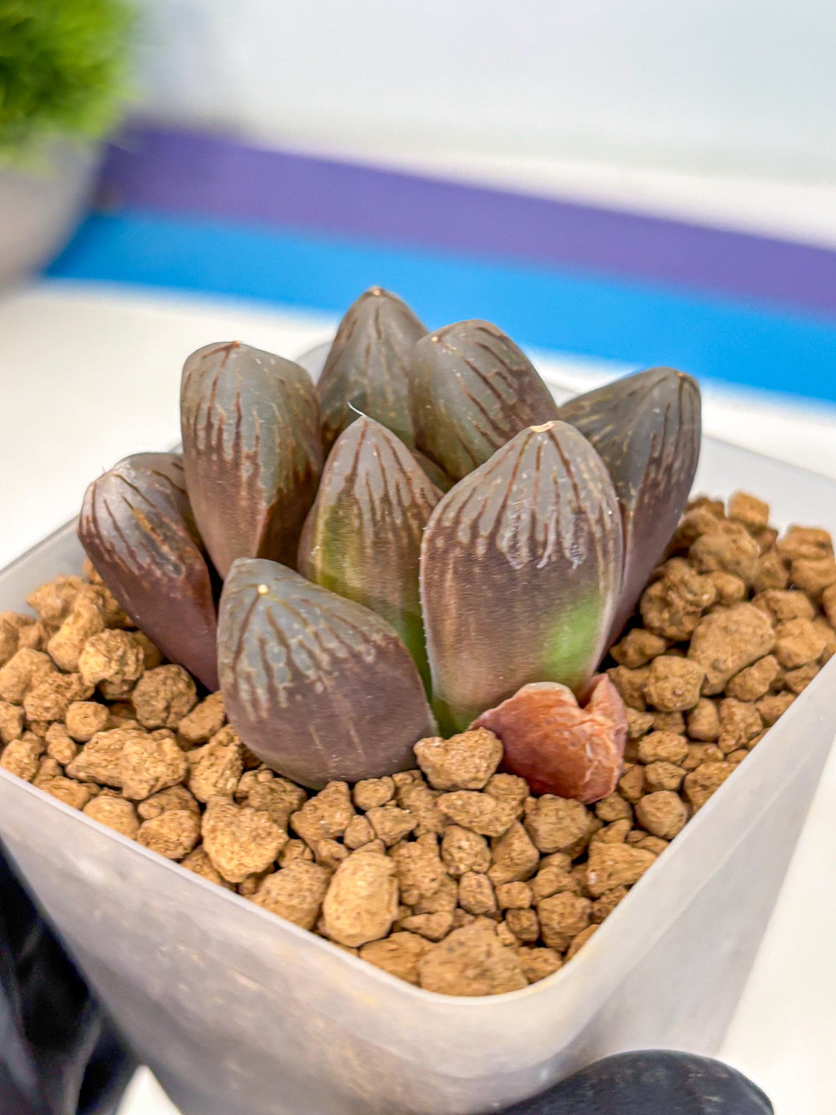 Haworthia Obtusa Red Flame (wa8) (14) | Easy Care Succulent