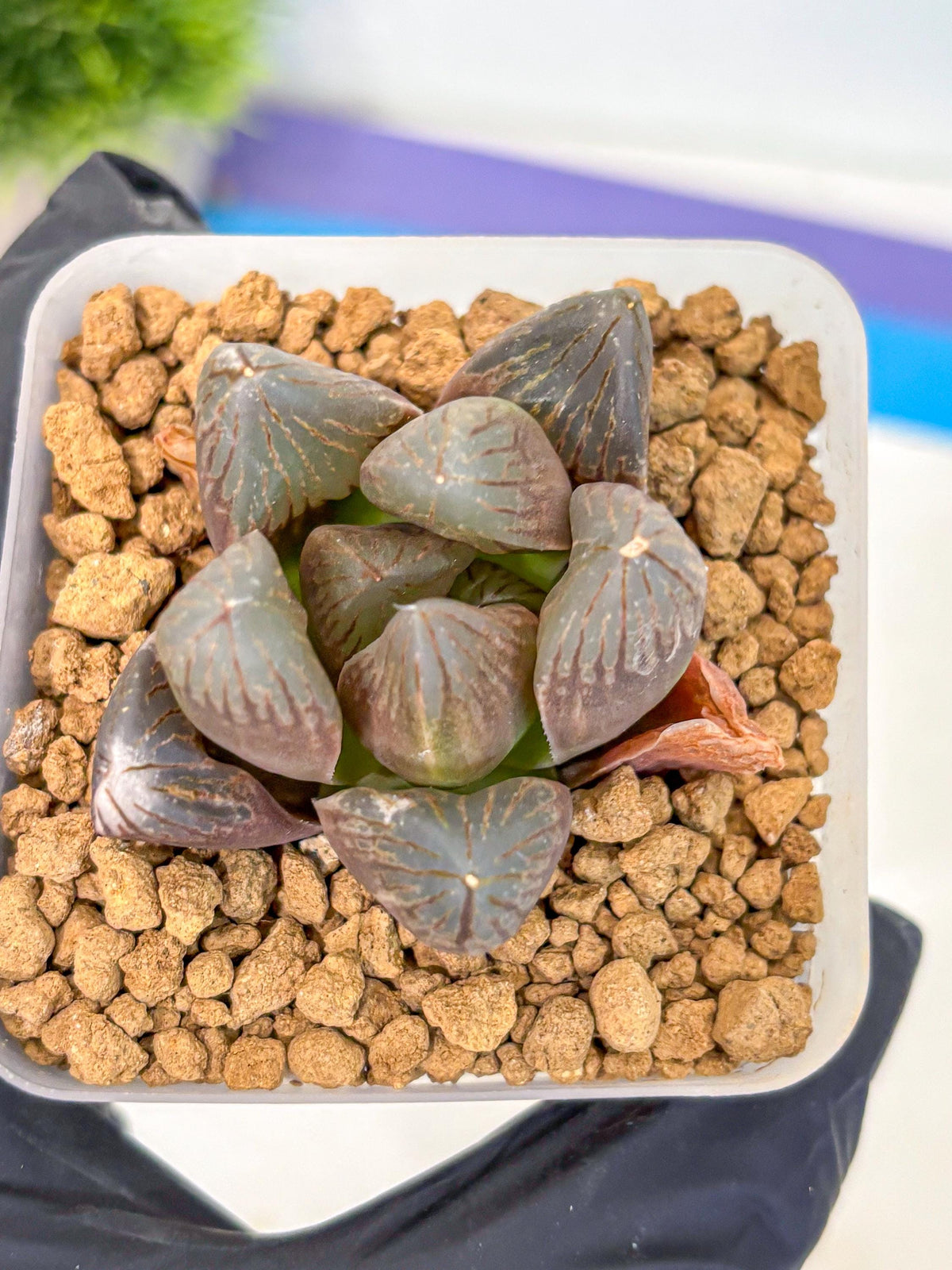 Haworthia Obtusa Red Flame (wa8) (14) | Easy Care Succulent