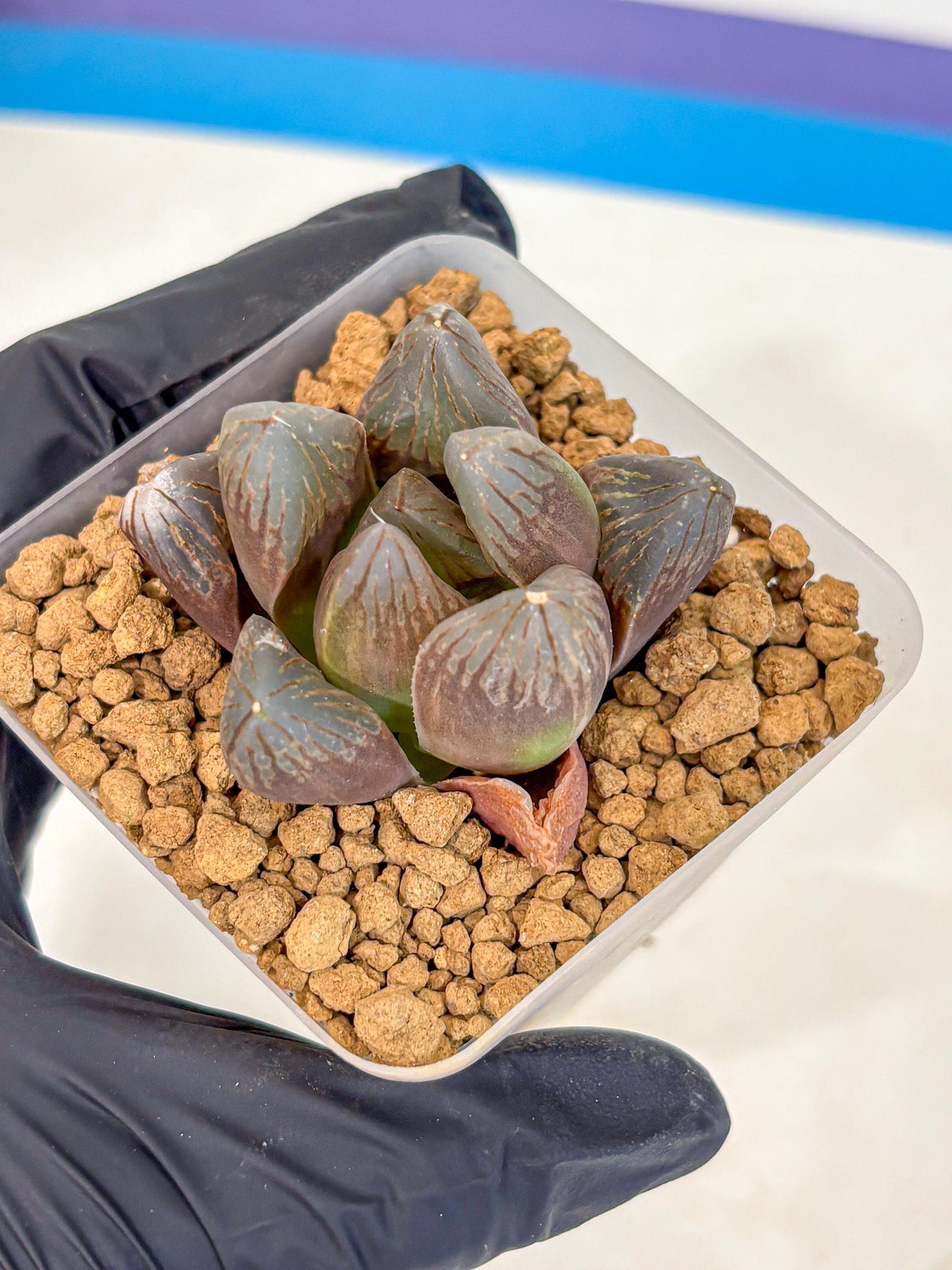 Haworthia Obtusa Red Flame (wa8) (14) | Easy Care Succulent