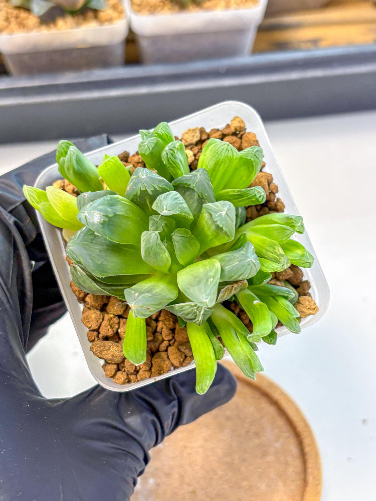 Haworthia Obtusa Hanabi (wa8) (16) | Easy Care Succulent