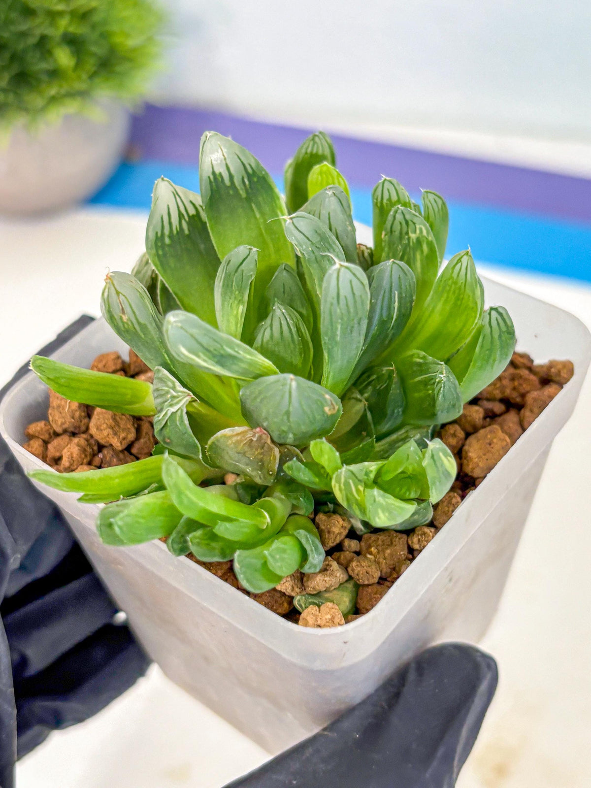Haworthia Obtusa Hanabi (wa8) (16) | Easy Care Succulent