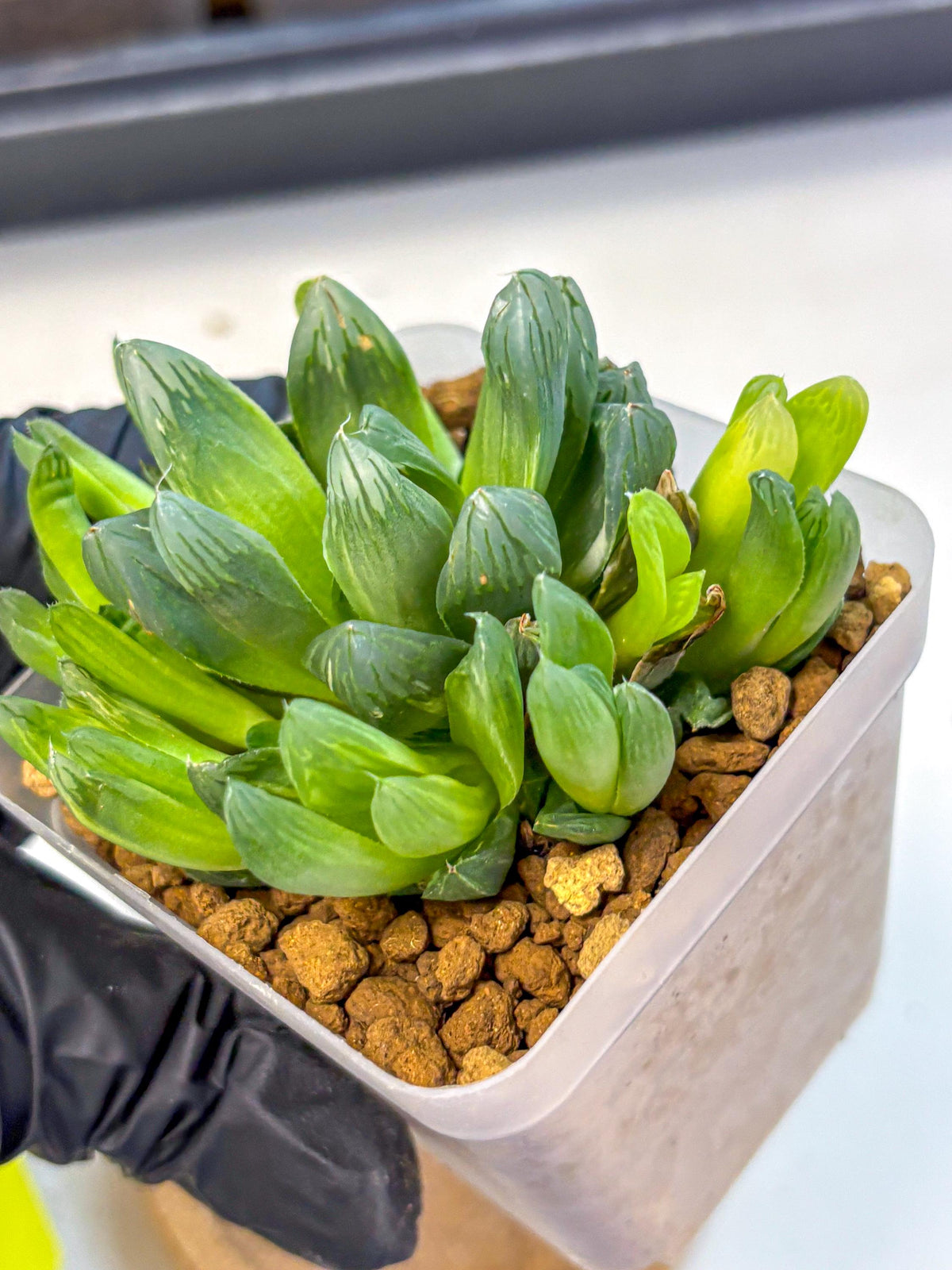 Haworthia Obtusa Hanabi (wa8) (16) | Easy Care Succulent