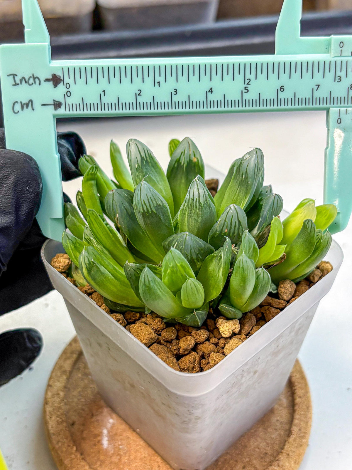 Haworthia Obtusa Hanabi (wa8) (16) | Easy Care Succulent