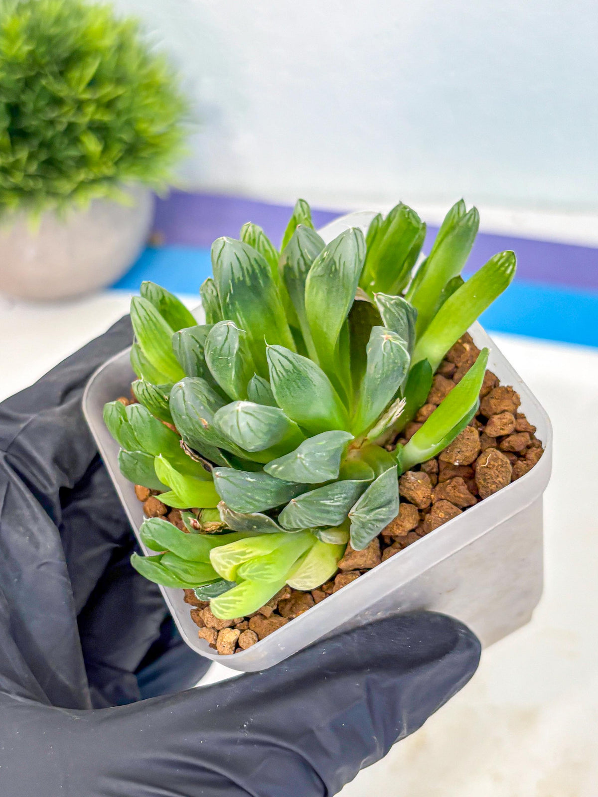 Haworthia Obtusa Hanabi (wa8) (16) | Easy Care Succulent
