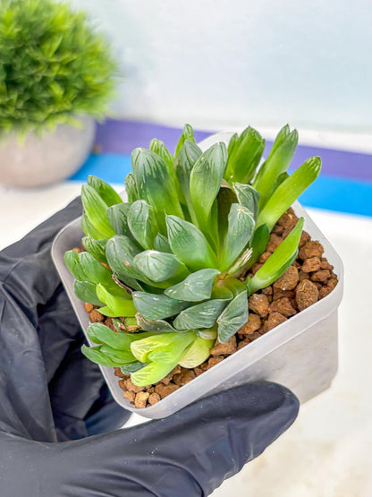 Haworthia Obtusa Hanabi (wa8) (16) | Easy Care Succulent