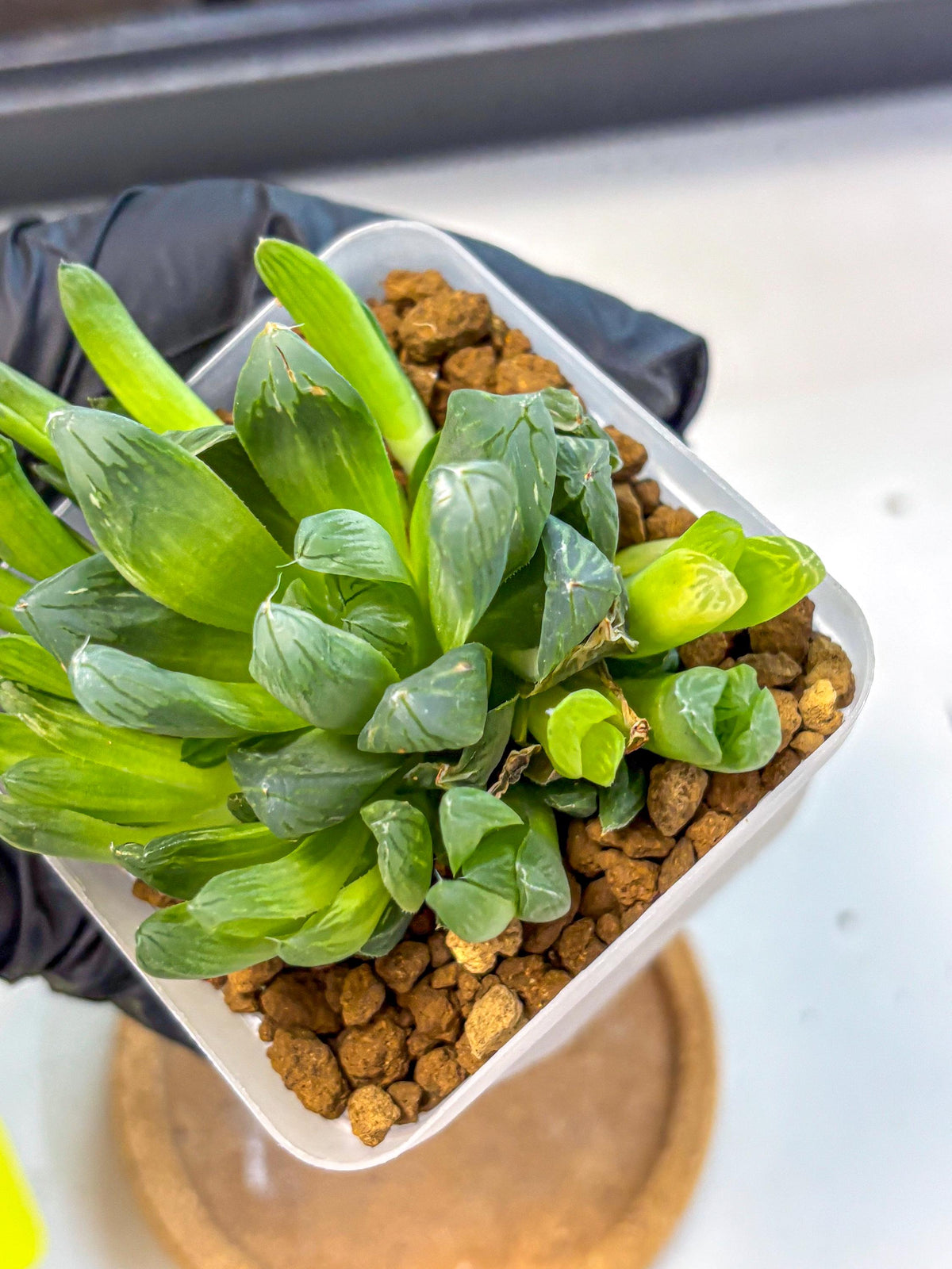 Haworthia Obtusa Hanabi (wa8) (16) | Easy Care Succulent