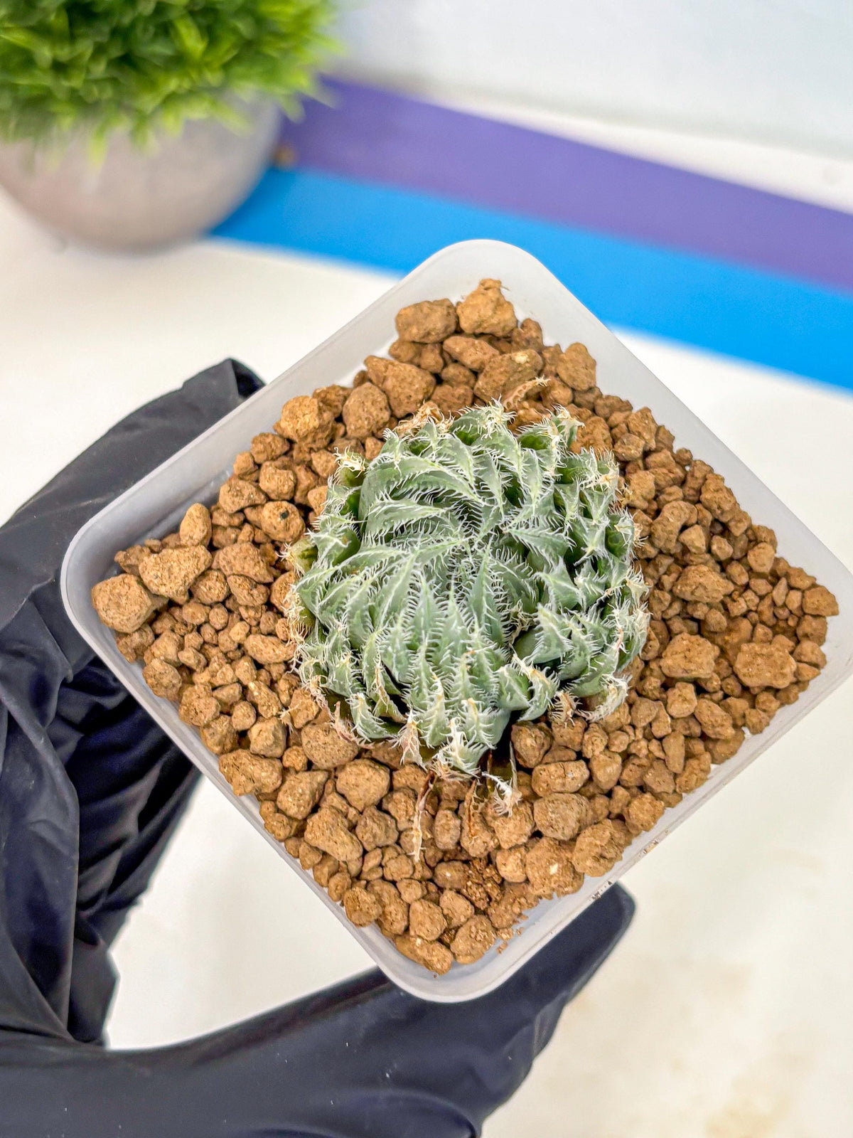 Haworthia Cummingii (wa8) (17) | Easy Care Succulent