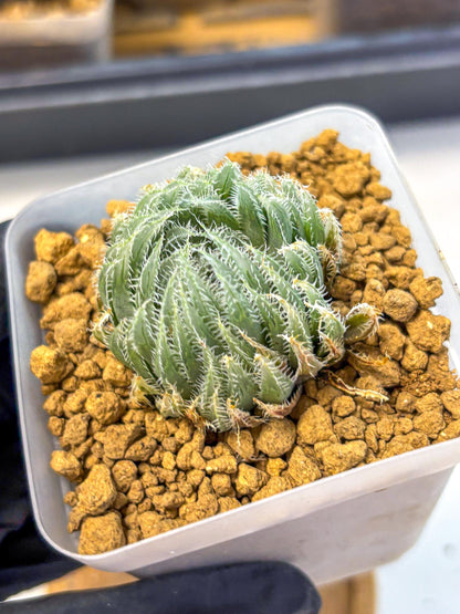 Haworthia Cummingii (wa8) (17) | Easy Care Succulent