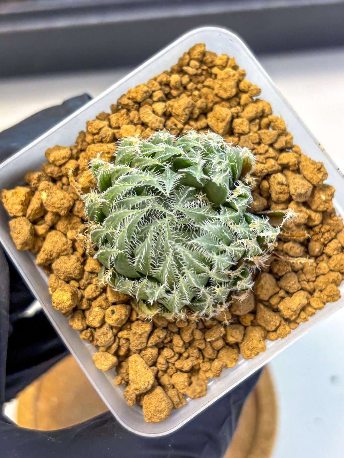 Haworthia Cummingii (wa8) (17) | Easy Care Succulent