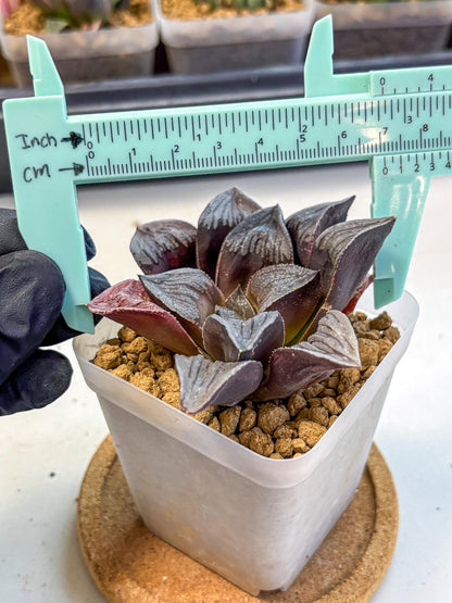 Haworthia Wolf Muchika K7 (wa8) (bb) | Easy Care Succulent