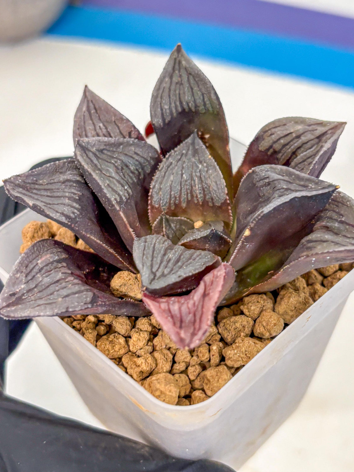 Haworthia Wolf Muchika K7 (wa8) (bb) | Easy Care Succulent