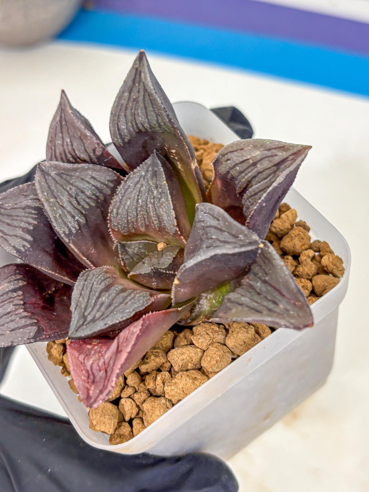 Haworthia Wolf Muchika K7 (wa8) (bb) | Easy Care Succulent