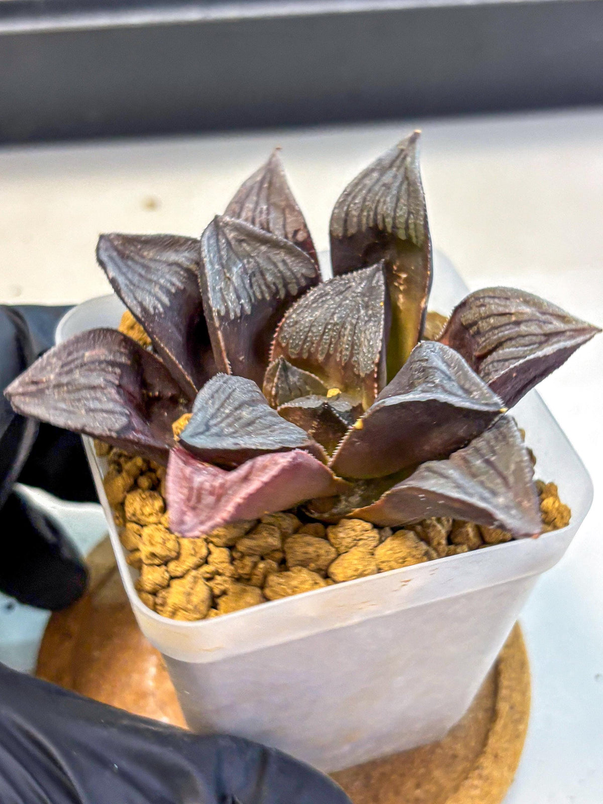 Haworthia Wolf Muchika K7 (wa8) (bb) | Easy Care Succulent