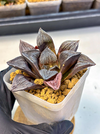 Haworthia Wolf Muchika K7 (wa8) (bb) | Easy Care Succulent
