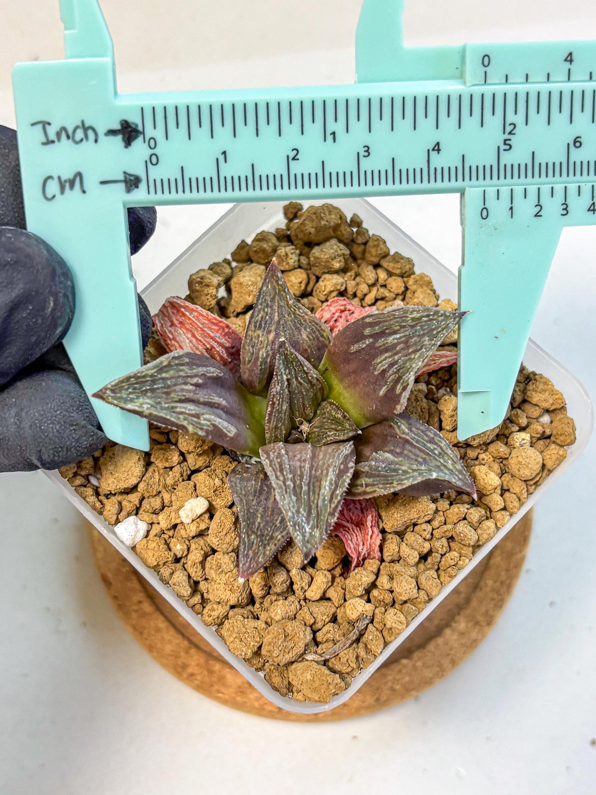 Haworthia Splendens x Wimii (wa8) (gg) | Easy Care Succulent