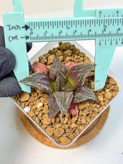 Haworthia Splendens x Wimii (wa8) (gg) | Easy Care Succulent