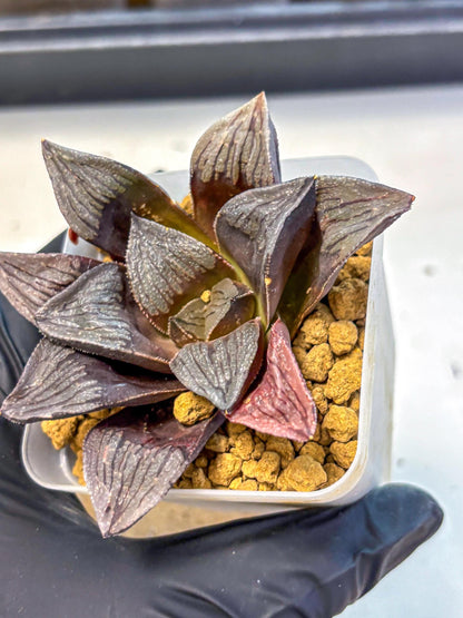 Haworthia Wolf Muchika K7 (wa8) (bb) | Easy Care Succulent