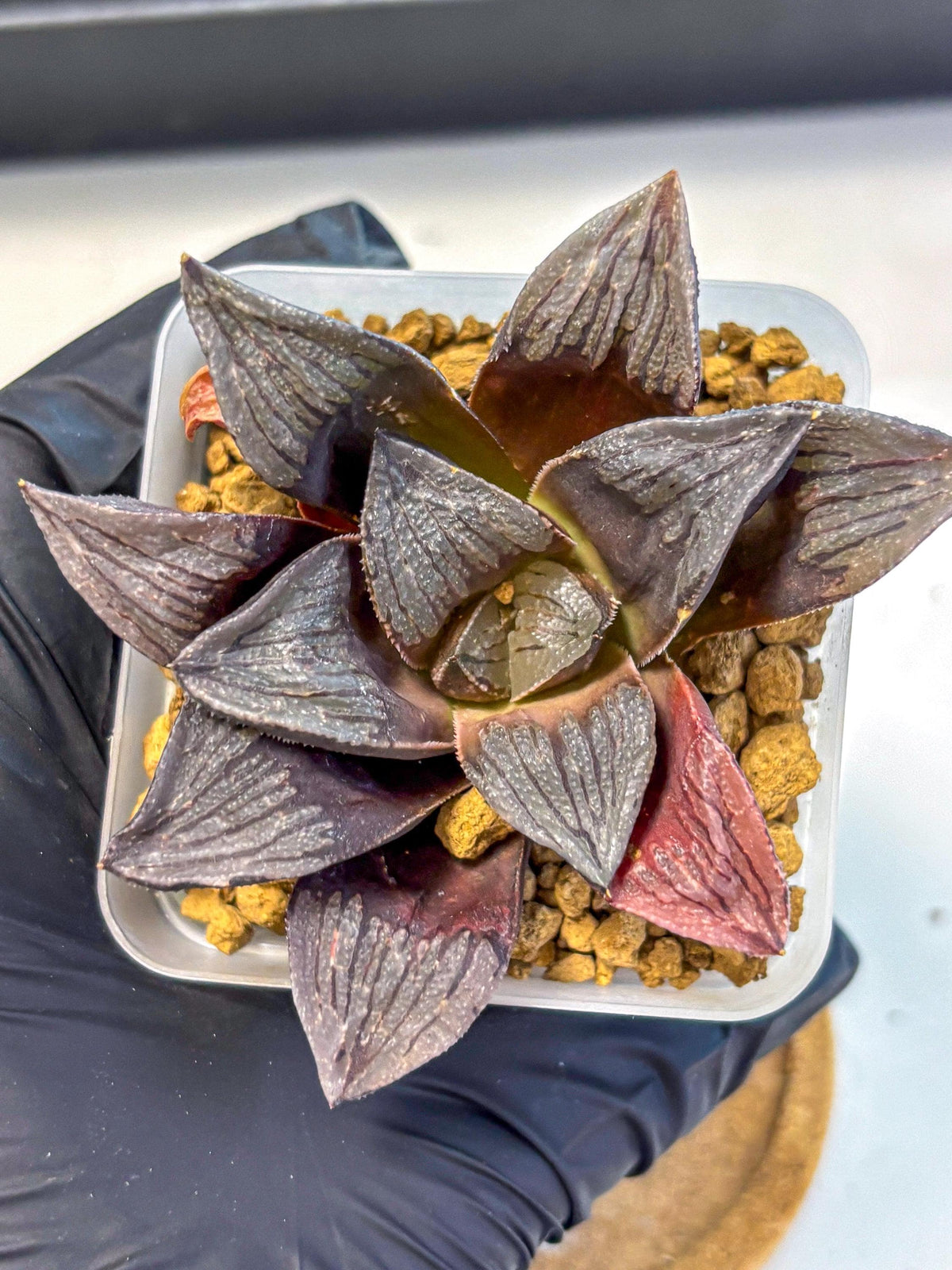 Haworthia Wolf Muchika K7 (wa8) (bb) | Easy Care Succulent