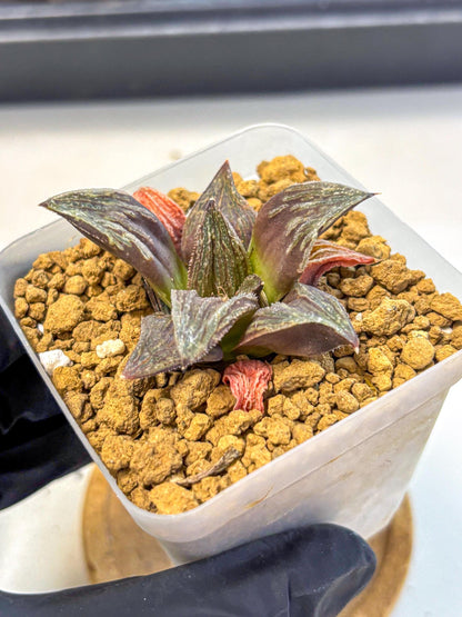 Haworthia Splendens x Wimii (wa8) (gg) | Easy Care Succulent