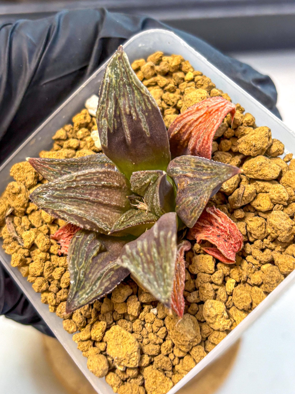 Haworthia Splendens x Wimii (wa8) (gg) | Easy Care Succulent