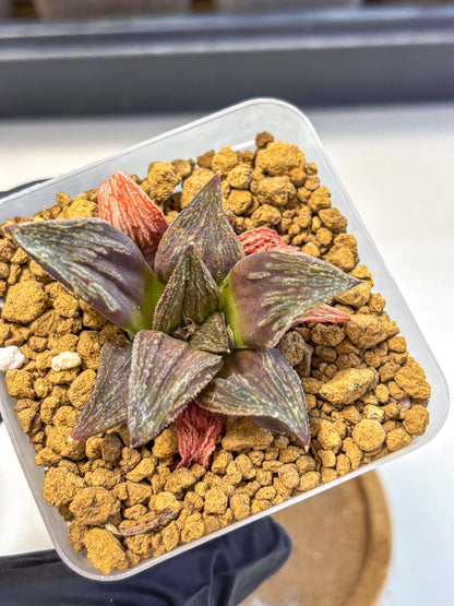 Haworthia Splendens x Wimii (wa8) (gg) | Easy Care Succulent