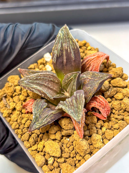 Haworthia Splendens x Wimii (wa8) (gg) | Easy Care Succulent