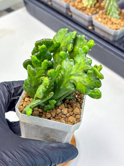 Euphorbia leucodendron cristate Var (9) | Rare Plants