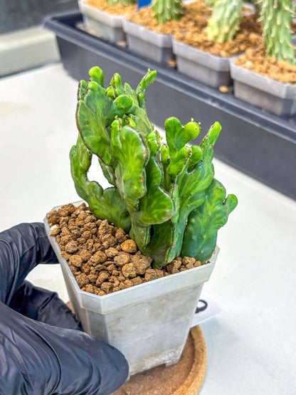 Euphorbia leucodendron cristate Var (9) | Rare Plants