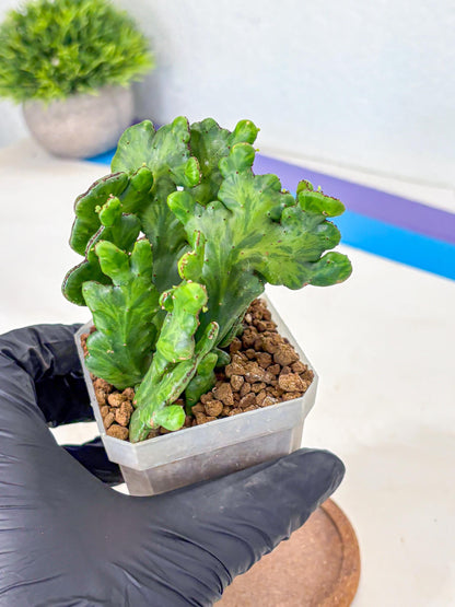Euphorbia leucodendron cristate Var (9) | Rare Plants