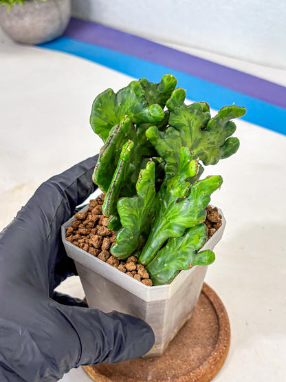 Euphorbia leucodendron cristate Var (9) | Rare Plants