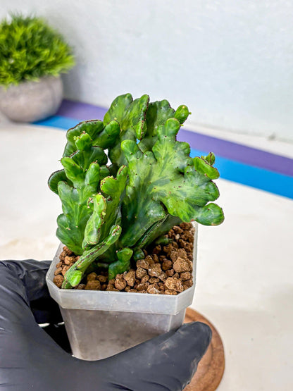 Euphorbia leucodendron cristate Var (9) | Rare Plants