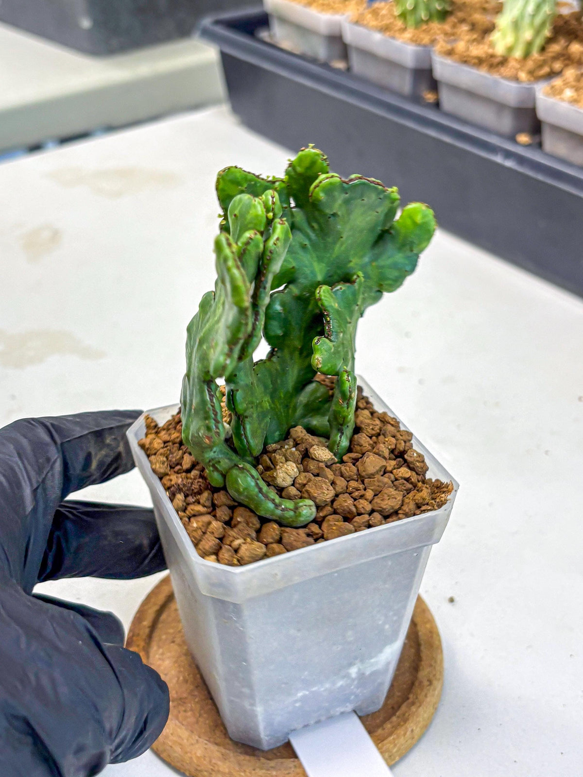 Euphorbia leucodendron cristate Var (5) | Rare Plants