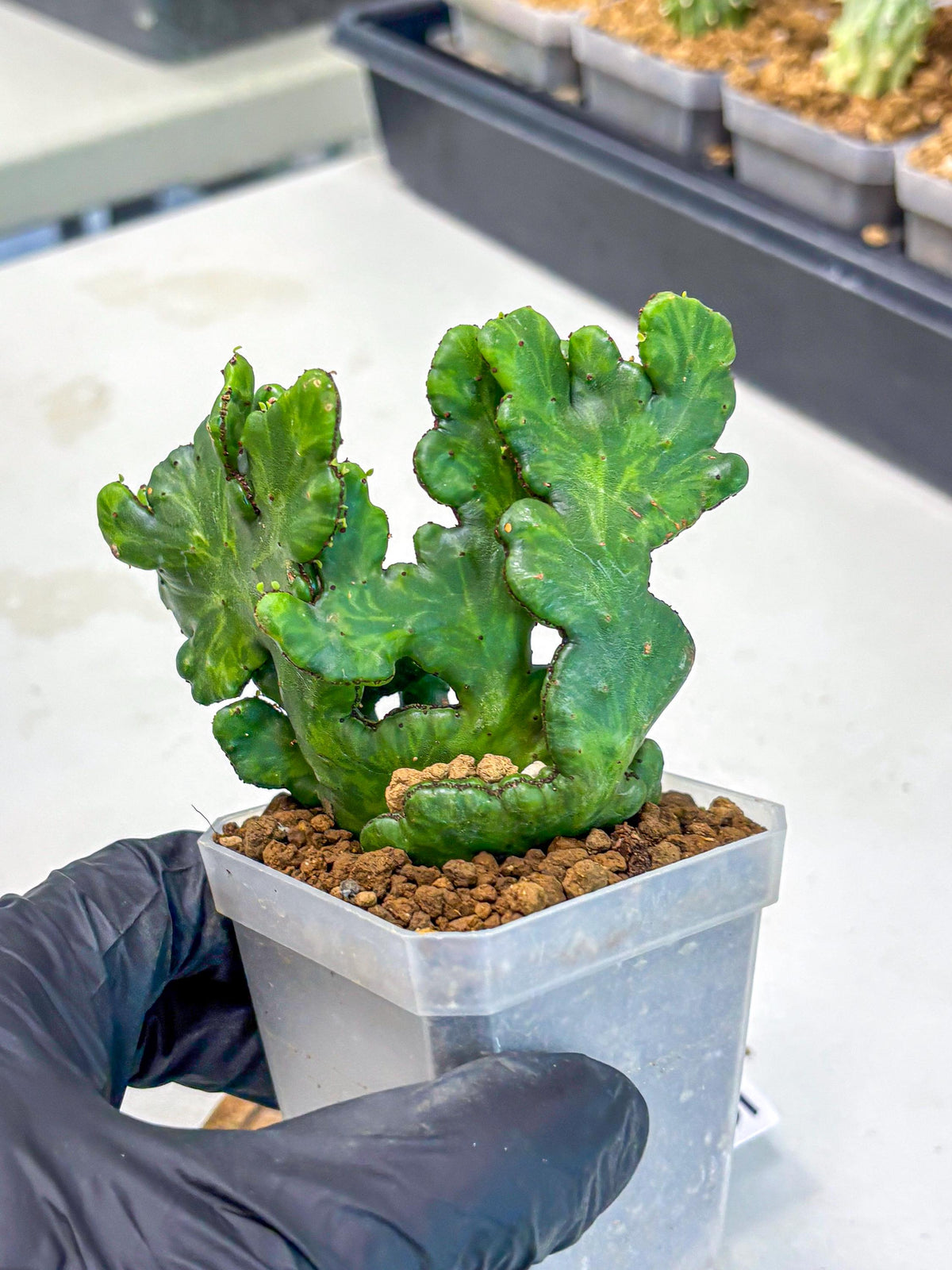 Euphorbia leucodendron cristate Var (5) | Rare Plants