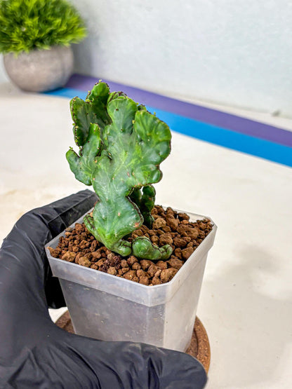 Euphorbia leucodendron cristate Var (5) | Rare Plants