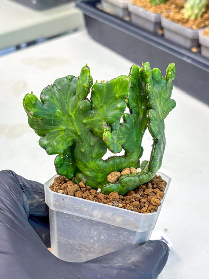 Euphorbia leucodendron cristate Var (5) | Rare Plants