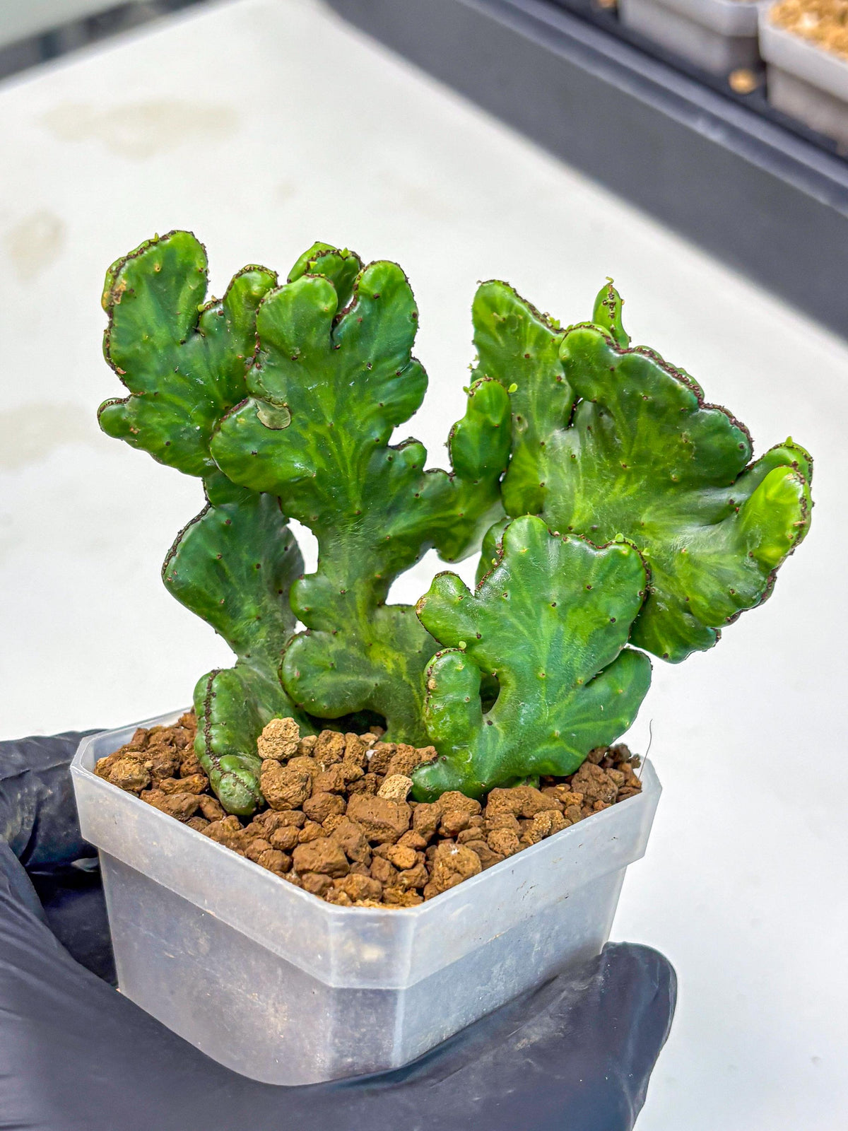 Euphorbia leucodendron cristate Var (5) | Rare Plants