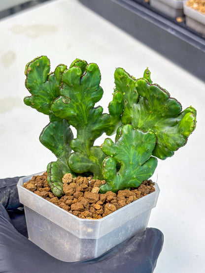 Euphorbia leucodendron cristate Var (5) | Rare Plants