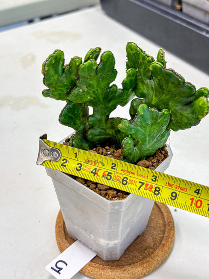 Euphorbia leucodendron cristate Var (5) | Rare Plants